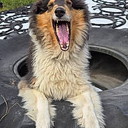 Jazzy joined the competition — help win amazing prizes! dog, animal, outdoor, tire, fluffy, yawning, black, white, brown, grass, cloudy_sky, happy, pet, fur, nature, tongue, mouth_open, close_up, playful, expression
