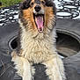 dog, animal, outdoor, tire, fluffy, yawning, black, white, brown, grass, cloudy_sky, happy, pet, fur, nature, tongue, mouth_open, close_up, playful, expression
