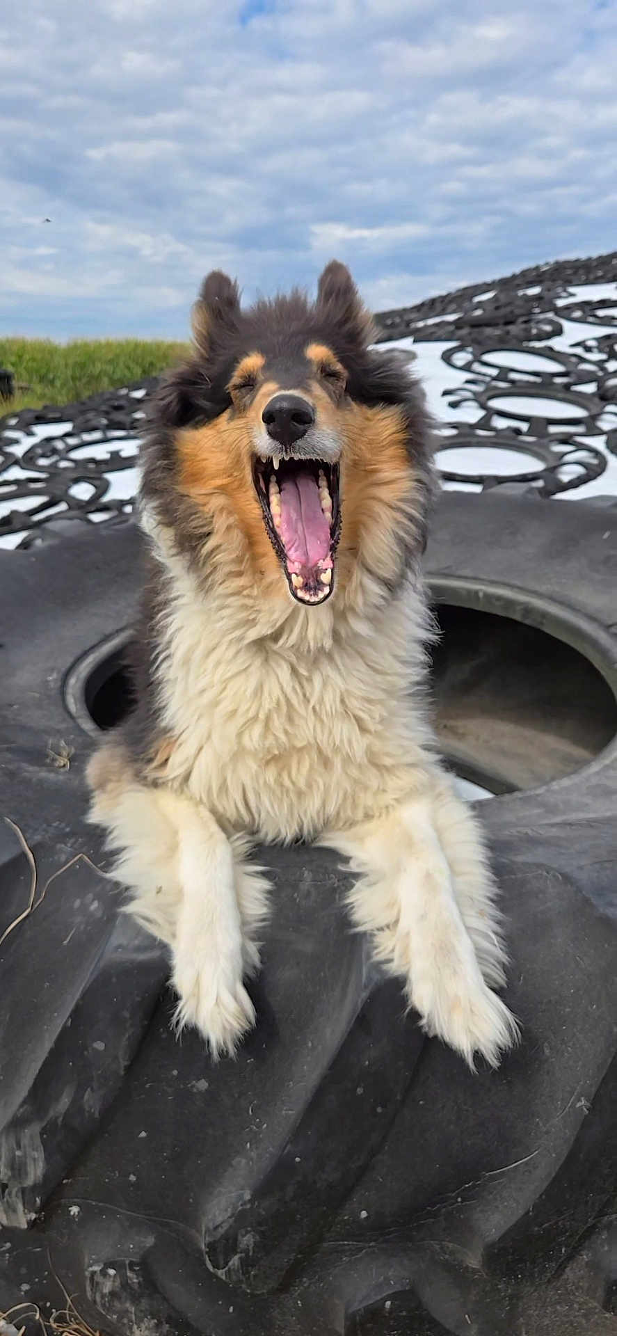 Jazzy joined the competition — help win amazing prizes! dog, animal, outdoor, tire, fluffy, yawning, black, white, brown, grass, cloudy_sky, happy, pet, fur, nature, tongue, mouth_open, close_up, playful, expression
