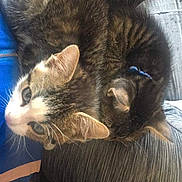 Enzo Et Kenzo participe au concours pour gagner de l'argent avec cette photo : carnivore, cat, domestic_short_haired_cat, european_shorthair, fawn, felidae, fur, kitten, nose, small_to_medium_sized_cats, tabby_cat, whiskers