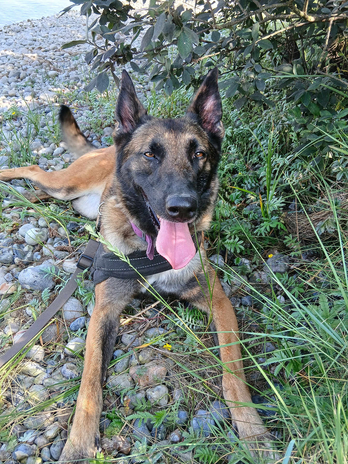 Reyna participe au concours pour gagner de l'argent avec cette photo : animal, canine, close_up, dog, ears_up, german_shepherd, grass, greenery, happy, harness, leash, lying_down, nature, outdoor, pet, riverbank, rocks, scenic, sunlight, tongue_out