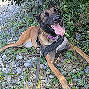 Reyna a rejoint le concours — aidez-le/la à gagner de superbes lots ! animal, canine, dog, ears, fur, grass, greenery, happy, harness, leash, nature, outdoor, paw, pet, relaxed, resting, rocks, smiling, sunlight, tongue_out