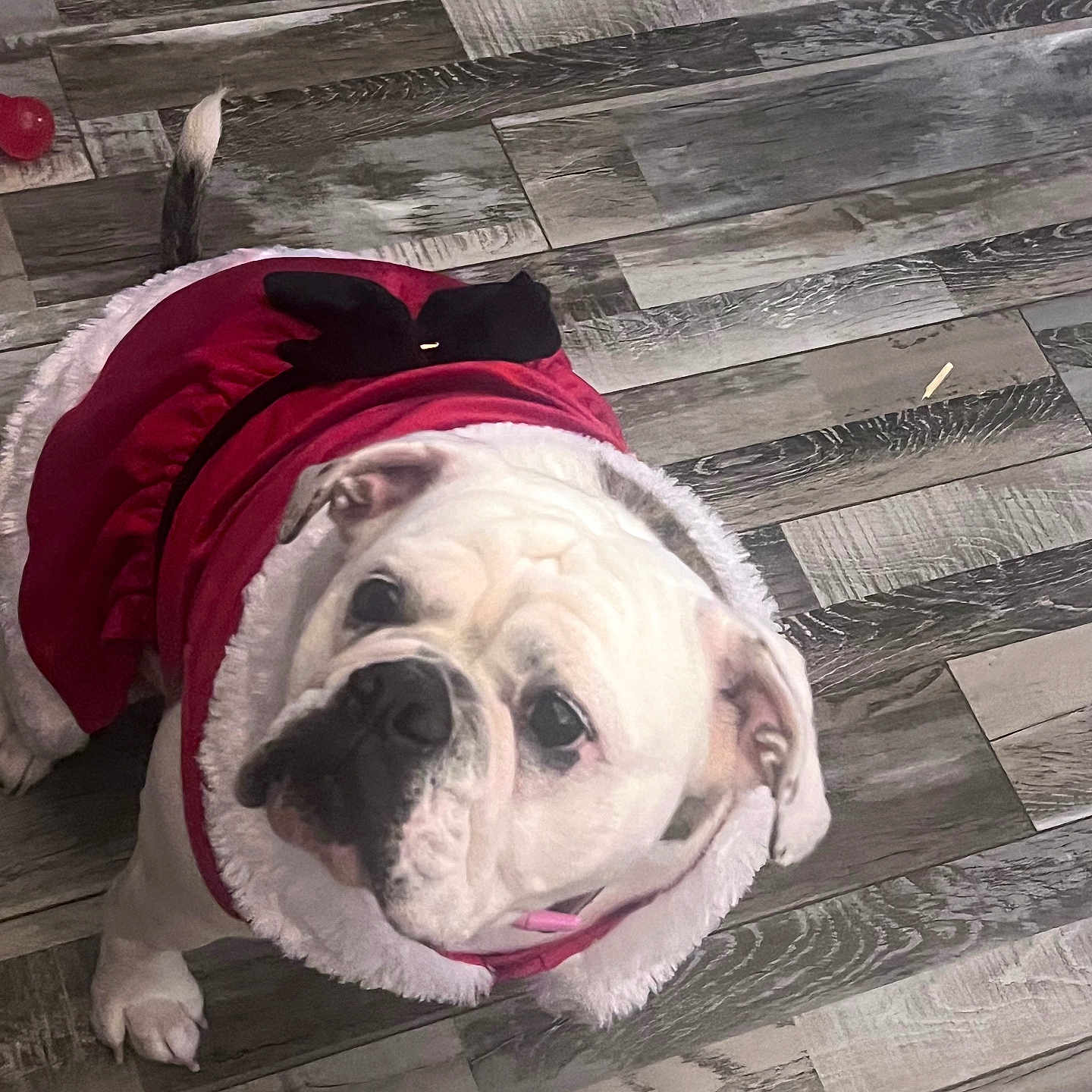 Lillikoi is registered to the contest to win money with this photo: animal, bulldog, clothing, companion, costume, cute, dog, domestic_animal, ears, floor, fur, indoor, looking_up, mammal, pet, portrait, red, tail, white, wooden_floor