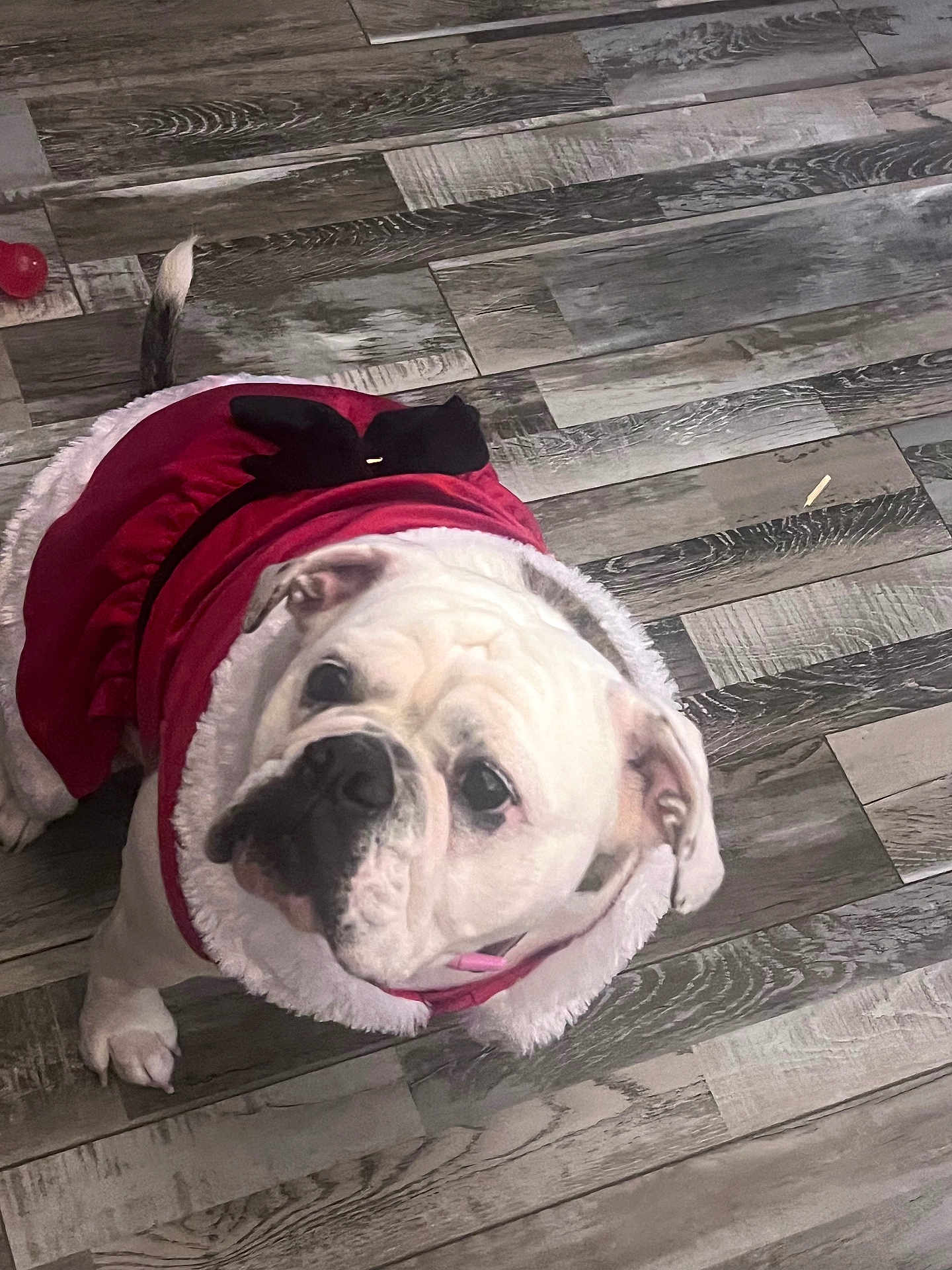 Lillikoi is registered to the contest to win money with this photo: dog, bulldog, pet, costume, clothing, red, white, floor, wooden_floor, indoor, looking_up, cute, animal, mammal, companion, domestic_animal, fur, ears, tail, portrait