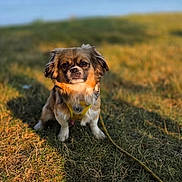 Ricky joined the competition — help win amazing prizes! dog, small_dog, pet, animal, grass, outdoor, nature, water, harness, leash, sunlight, fur, sitting, portrait, brown_fur, white_fur, calm, daylight, field, canine