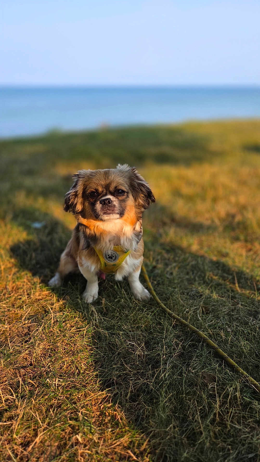 Ricky joined the competition — help win amazing prizes! dog, small_dog, pet, animal, grass, outdoor, nature, water, harness, leash, sunlight, fur, sitting, portrait, brown_fur, white_fur, calm, daylight, field, canine