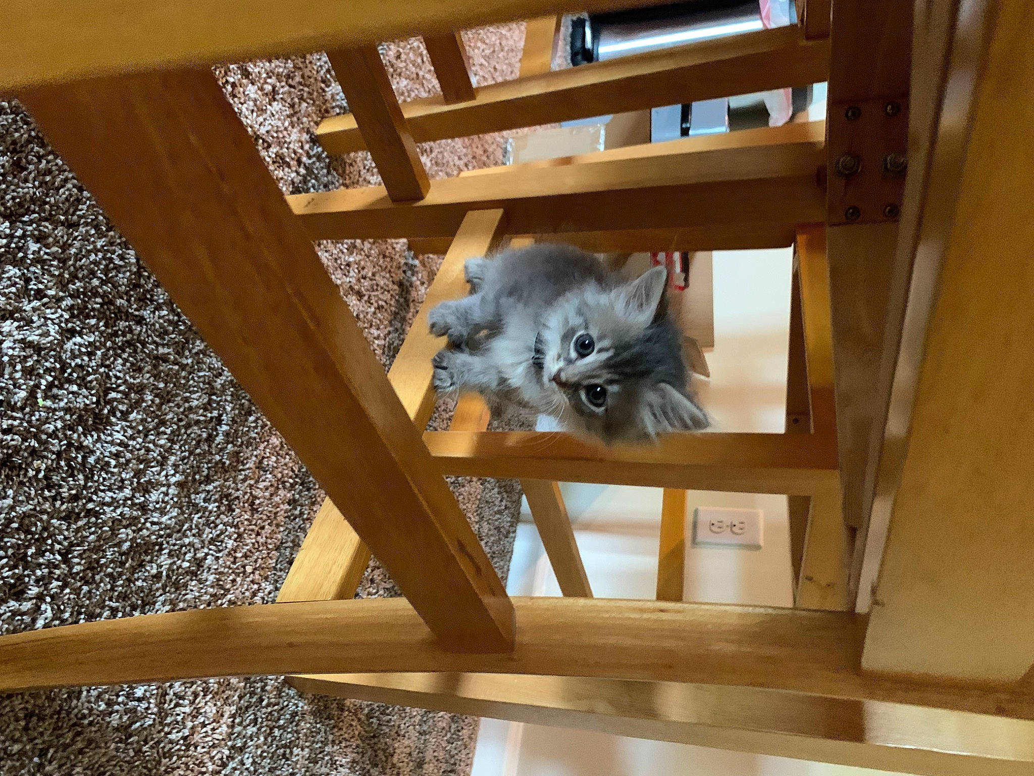 Sprout is registered to the contest to win money with this photo: baluster, carnivore, cat, chair, daylighting, domestic_short_haired_cat, felidae, flooring, fur, handrail, hardwood, room, small_to_medium_sized_cats, stairs, tail, tree, whiskers, window, wood, wood_stain
