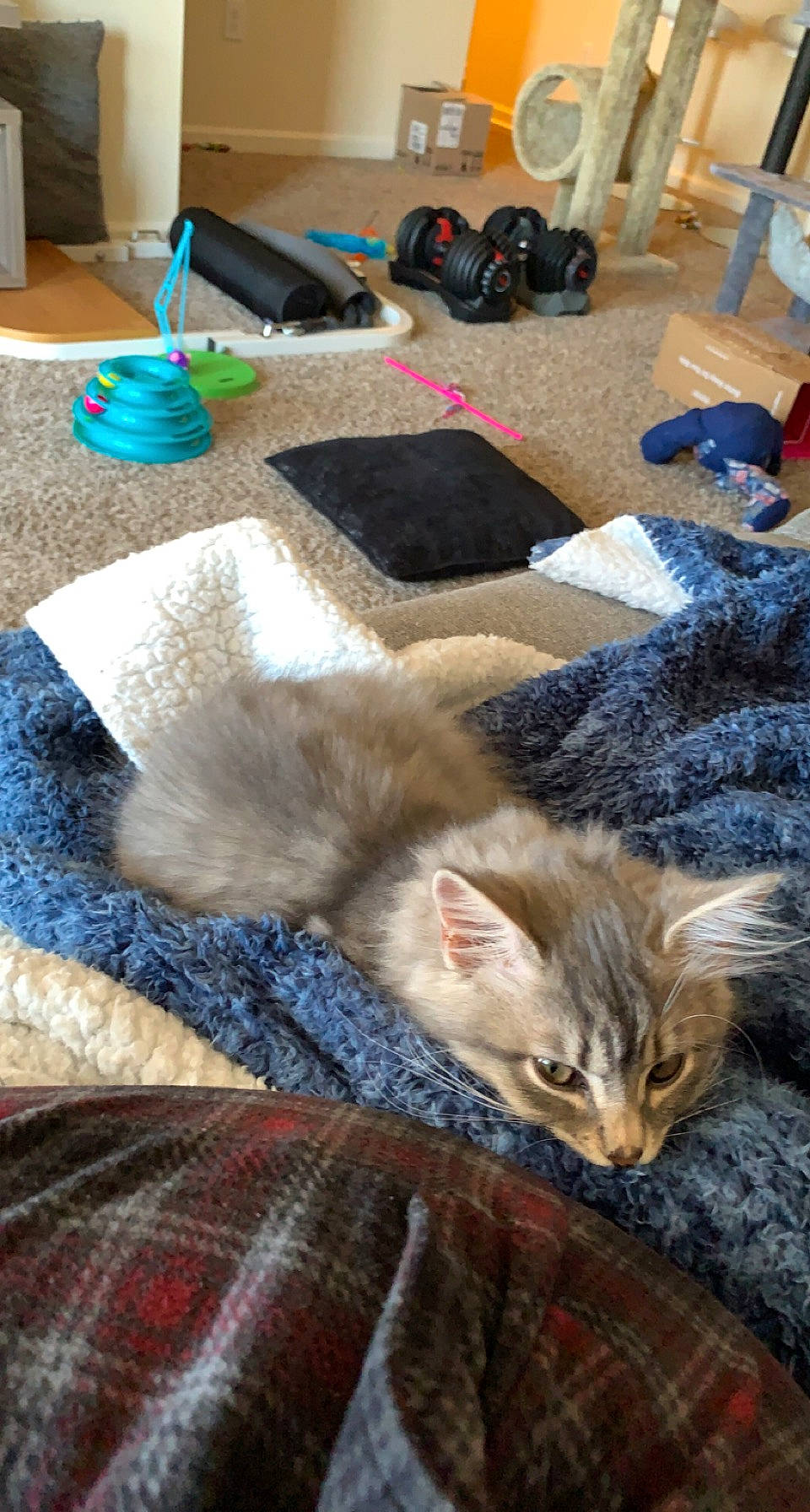 Sprout joined the competition — help win amazing prizes! carnivore, carpet, cat, comfort, domestic_short_haired_cat, fawn, felidae, flooring, fur, linens, pattern, paw, plaid, room, small_to_medium_sized_cats, tail, tartan, textile, whiskers, wood