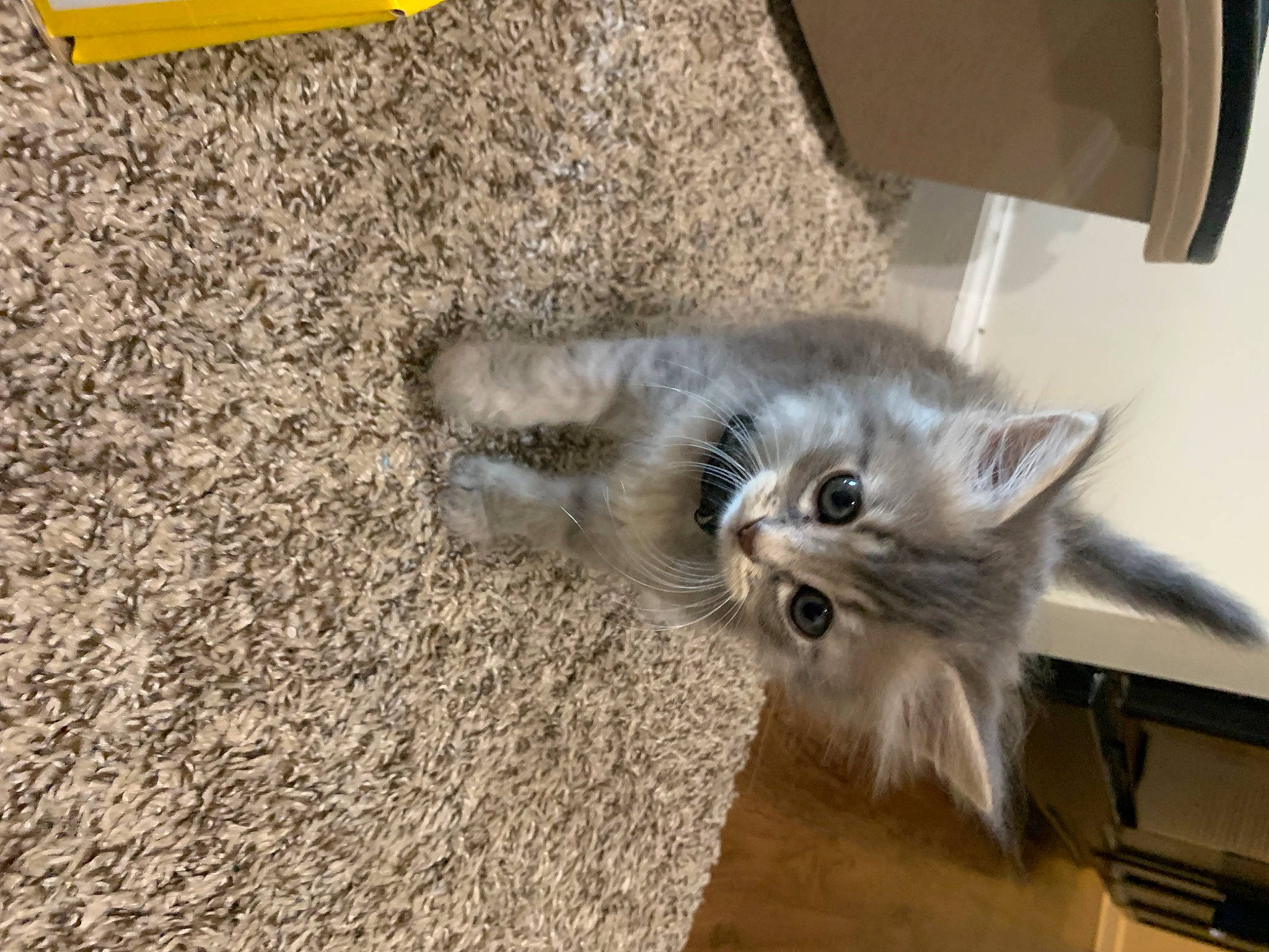 Sprout is registered to the contest to win money with this photo: asphalt, automotive_tire, birman, box, carnivore, cat, claw, domestic_short_haired_cat, fawn, felidae, flooring, fur, hardwood, paw, road_surface, small_to_medium_sized_cats, soil, tail, whiskers