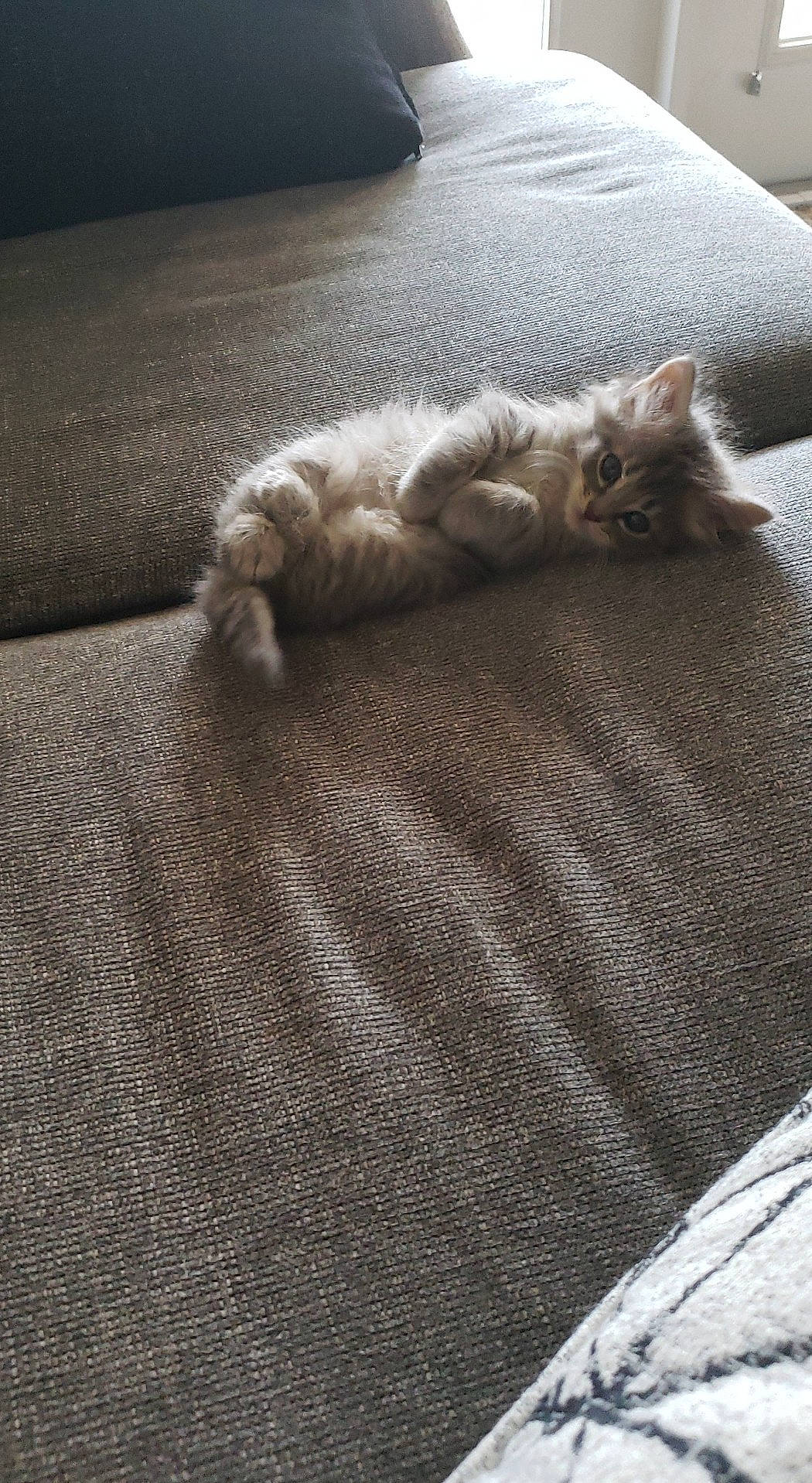 Sprout joined the competition — help win amazing prizes! asphalt, brown, carnivore, cat, comfort, domestic_short_haired_cat, fawn, felidae, flooring, fur, grey, hardwood, paw, shadow, small_to_medium_sized_cats, tail, textile, tints_and_shades, whiskers, wood