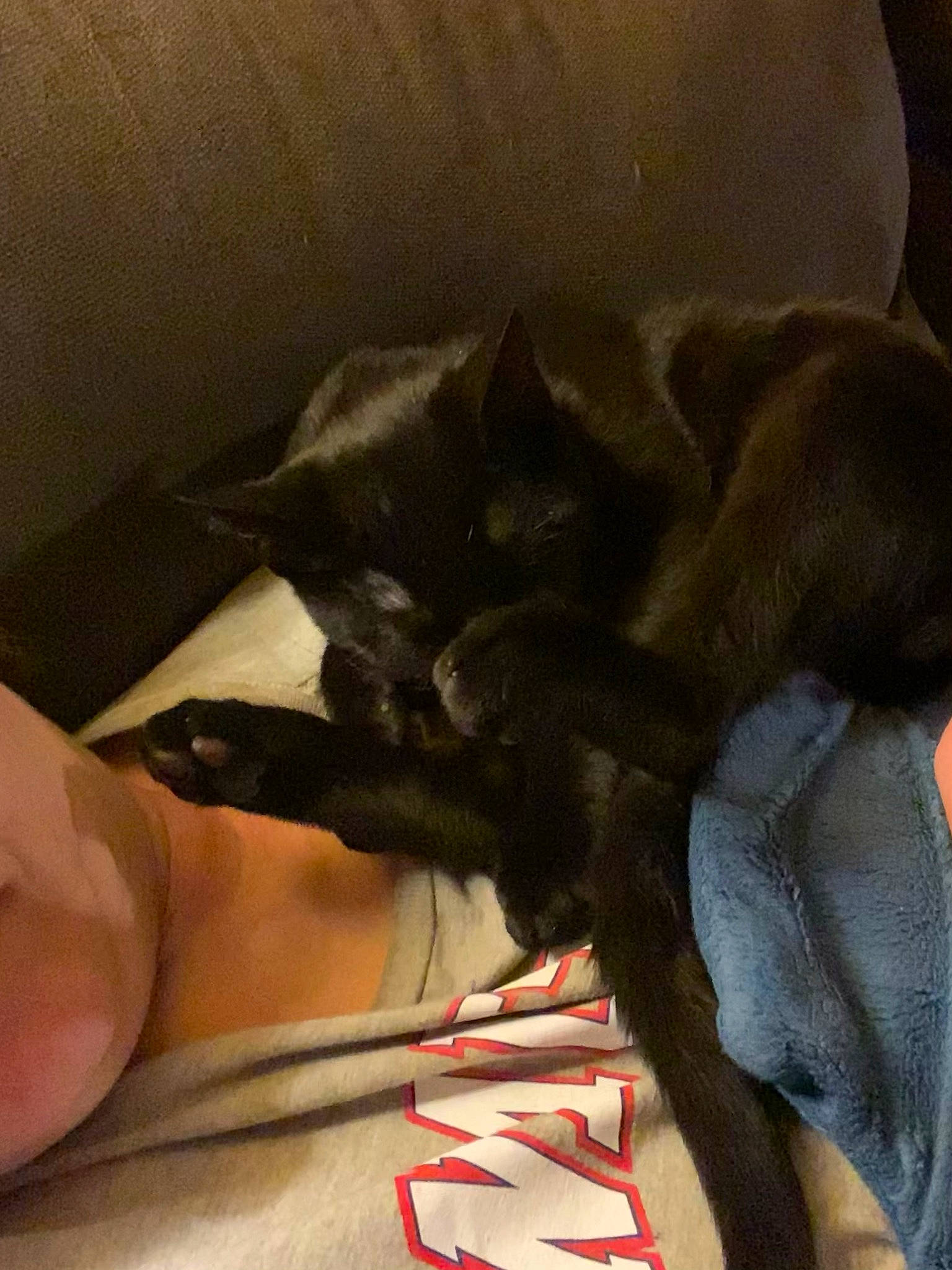 Loco is registered to the contest to win money with this photo: black_cat, canidae, carmine, carnivore, claw, comfort, companion_dog, dog_breed, ear, felidae, foot, fur, gesture, human_leg, nail, small_to_medium_sized_cats, snout, sporting_group, tail, whiskers