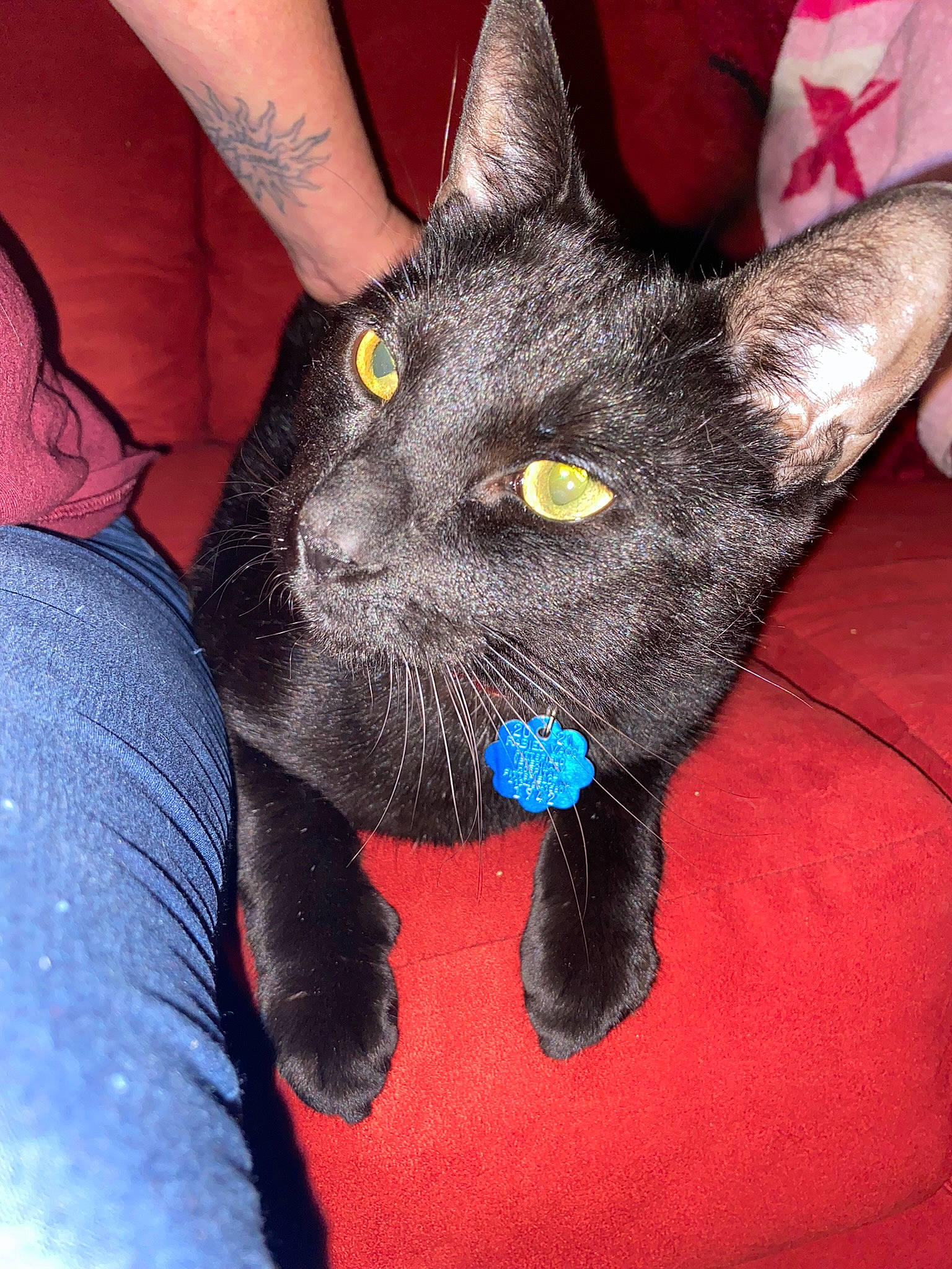 Loco is registered to the contest to win money with this photo: black_cat, bombay, carnivore, cat, claw, comfort, domestic_short_haired_cat, electric_blue, eye, felidae, fur, gesture, havana_brown, paw, sitting, small_to_medium_sized_cats, snout, whiskers