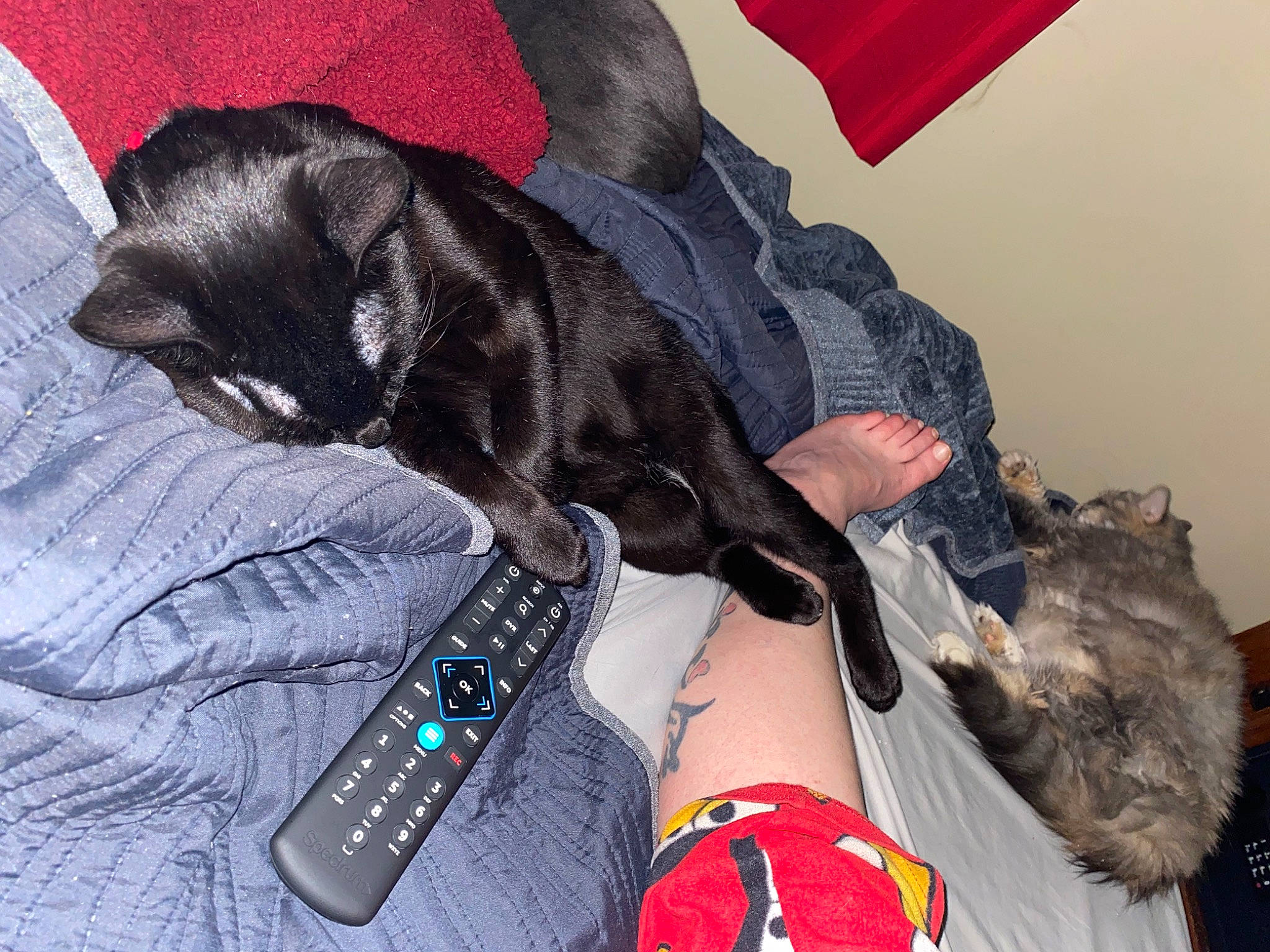 Loco joined the competition — help win amazing prizes! carnivore, cat, comfort, communication_device, dog_breed, electric_blue, fashion_accessory, felidae, foot, fur, gesture, human_leg, knee, lap, mobile_phone, nail, sleeve, small_to_medium_sized_cats, thigh, wrist