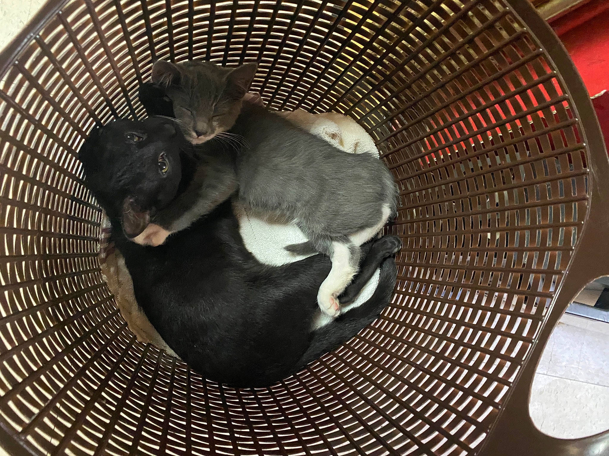 Loco joined the competition — help win amazing prizes! animal_feed, animal_shelter, cage, canidae, carnivore, cat_supply, circle, comfort, dog_breed, fawn, felidae, mesh, pet_supply, product, small_to_medium_sized_cats, snout, sporting_group, tail, terrestrial_animal, whiskers