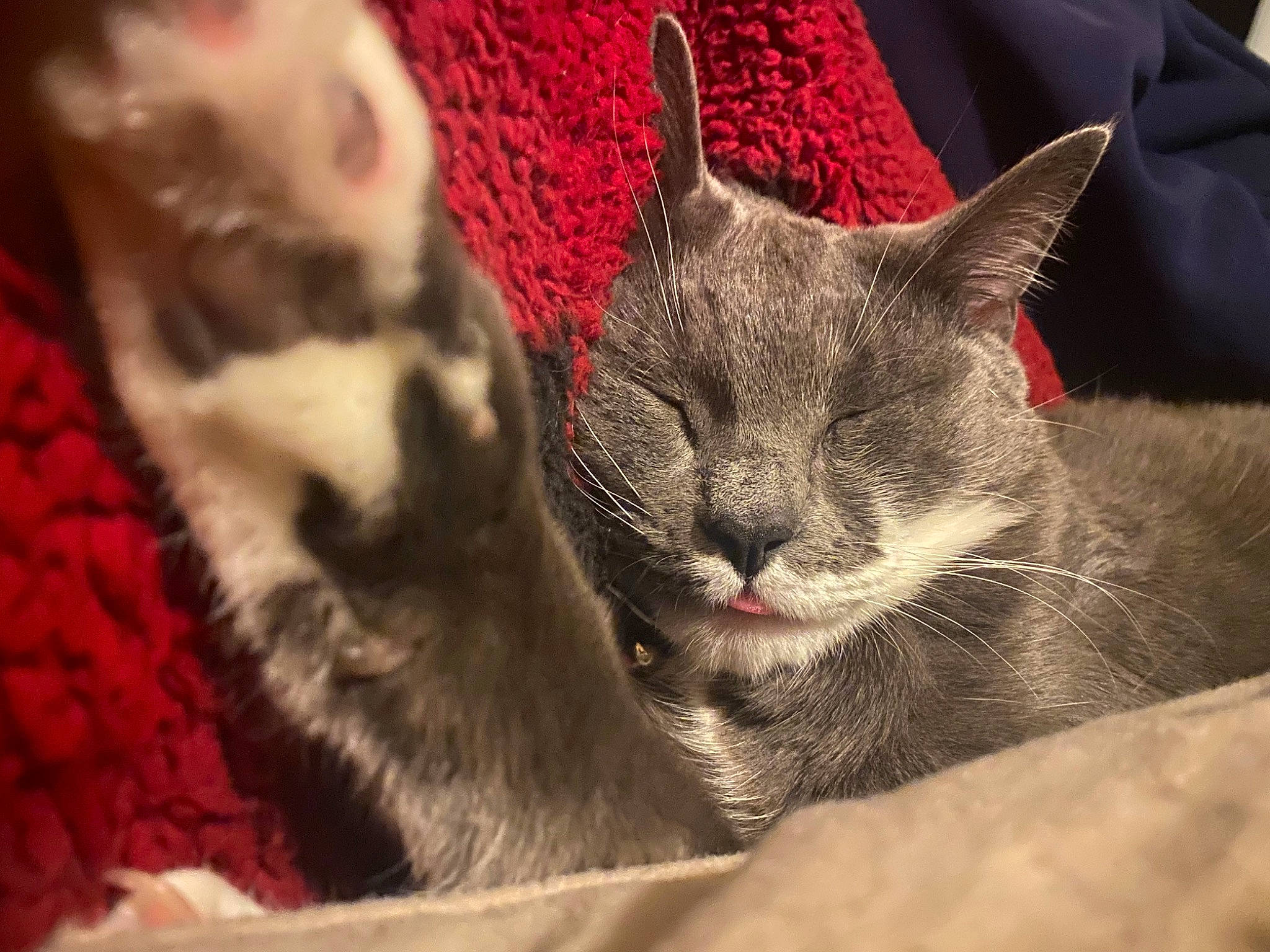 Bonkers joined the competition — help win amazing prizes! carmine, carnivore, cat, cat_supply, claw, comfort, domestic_short_haired_cat, felidae, fur, grey, nap, paw, russian_blue, sleep, small_to_medium_sized_cats, snout, tail, whiskers