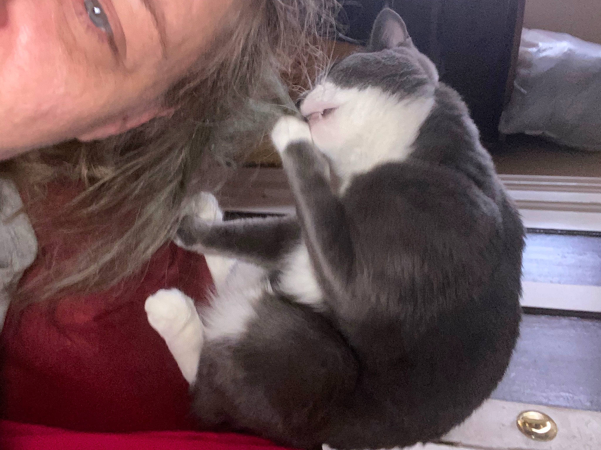 Bonkers is registered to the contest to win money with this photo: beard, carnivore, cat, comfort, companion_dog, dog_breed, domestic_short_haired_cat, ear, facial_hair, felidae, fur, gesture, jaw, lap, mammal, nose, small_to_medium_sized_cats, snout, vertebrate, whiskers
