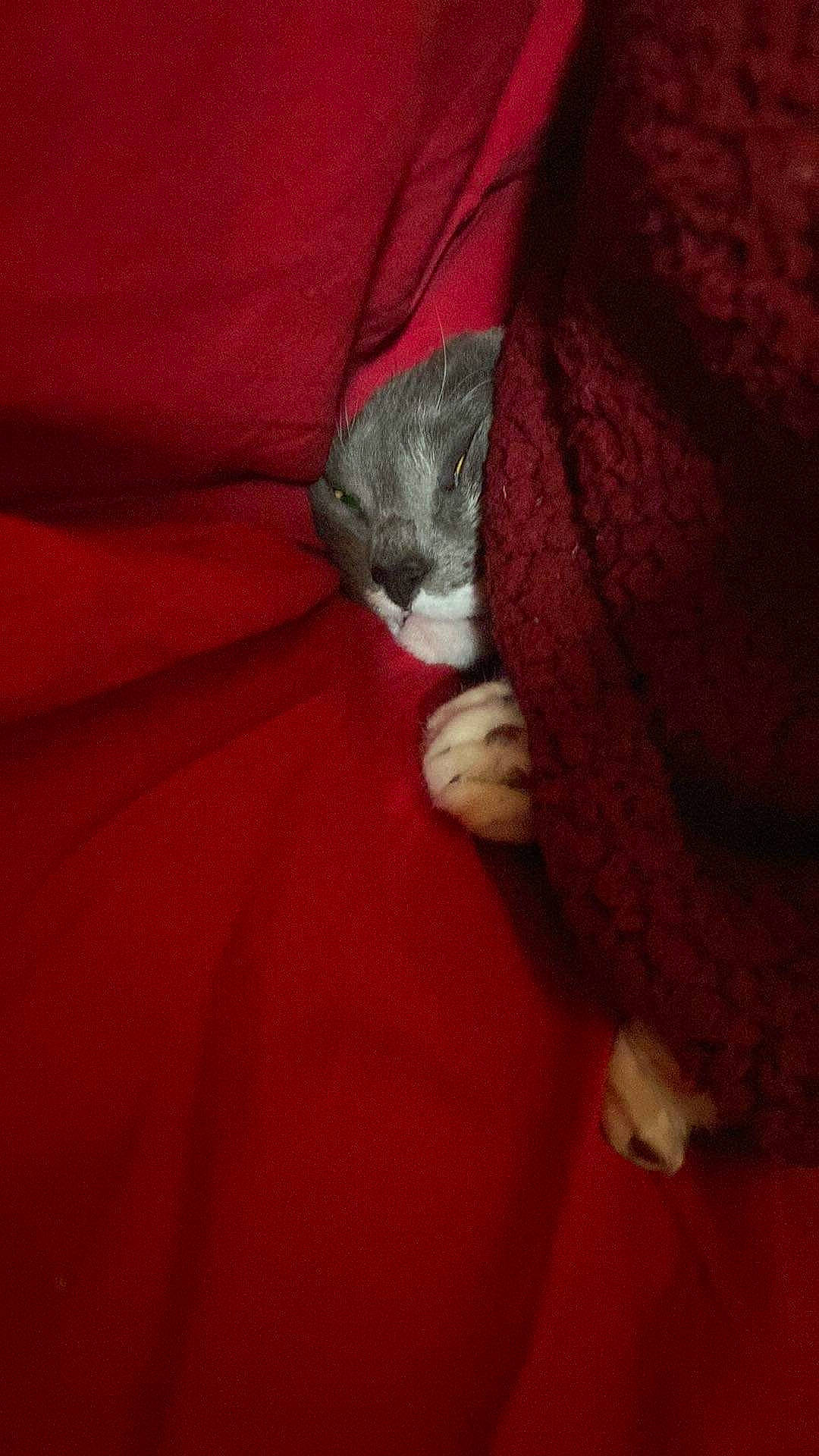 Bonkers is registered to the contest to win money with this photo: arm, carnivore, cat, comfort, domestic_short_haired_cat, fawn, felidae, fur, human_leg, lap, leg, linens, nail, neck, sleeve, small_to_medium_sized_cats, snout, t_shirt, tail, whiskers