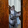 Prince is registered to the contest to win money with this photo: cat, sphynx_cat, hairless_cat, wrinkled_skin, large_ears, green_eyes, curious, head_tilt, sitting, indoor, doorway, wooden_door, carpet, portrait, pet, feline, close_up, centered_composition, flash_photography, funny_expression