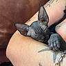 cat, kitten, sphynx_cat, hairless_cat, sleeping, wrinkled, paw, ears, pet, animal, cuddling, human_arms, tattoos, bracelet, chain, leather_couch, indoor, close_up, nap, cute