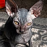 Prince is registered to the contest to win money with this photo: cat, sphynx_cat, hairless, pet, animal, portrait, close_up, large_ears, golden_eyes, wrinkled_skin, sitting, indoor, blanket, cushion, textured, gray, curious, alert, cute, photography