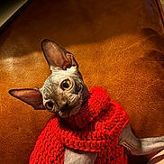Prince joined the competition — help win amazing prizes! cat, sphynx_cat, hairless_cat, pet, animal, scarf, red_scarf, leather_chair, indoors, sitting, lounging, wide_eyes, large_ears, wrinkled_skin, portrait, warm_lighting, cozy, fashion, cute, domestic_animal