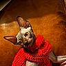 cat, sphynx_cat, hairless_cat, pet, animal, scarf, red_scarf, leather_chair, indoors, sitting, lounging, wide_eyes, large_ears, wrinkled_skin, portrait, warm_lighting, cozy, fashion, cute, domestic_animal
