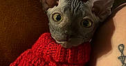 Prince joined the competition — help win amazing prizes! cat, sphynx_cat, hairless_cat, pet, animal, red_sweater, knitted_clothing, wide_eyes, wrinkled_skin, large_ears, portrait, close_up, indoor, couch, cozy, human_arm, tattoo, dark_background, red, cute