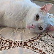 Angel is registered to the contest to win money with this photo: animal, cat, closeup, cozy, crochet, cute, domestic_animal, feline, fur, green_eyes, indoor, laying_down, pet, pink_nose, relaxing, resting, table, tablecloth, whiskers, white_cat