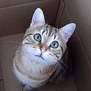 Victor a rejoint le concours — aidez-le/la à gagner de superbes lots ! animal, cardboard_box, cat, close_up, curious, cute, domestic_cat, ears, face, feline, fur, green_eyes, indoor, looking_up, pet, portrait, sitting, tabby, whiskers, young_cat