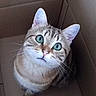 animal, cardboard_box, cat, close_up, curious, cute, domestic_cat, ears, face, feline, fur, green_eyes, indoor, looking_up, pet, portrait, sitting, tabby, whiskers, young_cat