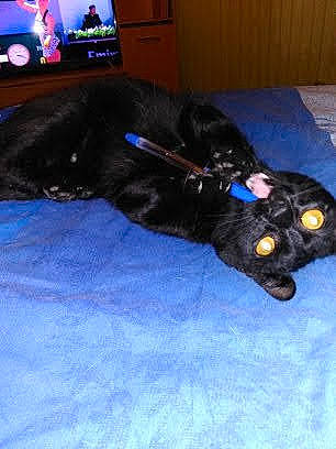 Pistache participe au concours pour gagner de l'argent avec cette photo : cable_television, canidae, carnivore, companion_dog, display_device, dog, dog_breed, dog_collar, electric_blue, event, flooring, fur, guard_dog, led_backlit_lcd_display, snout, sporting_group, tail, television, television_set, working_animal