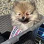 puppy, dog, pomeranian, fluffy, basket, checkered_cloth, sunlight, outdoor, pet, cute, small, fur, animal, sleepy, closeup, portrait, adorable, resting, daylight, cozy