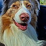 dog, canine, pet, close_up, portrait, brown, white, fluffy, car_interior, window, nature, trees, sky, happy, smiling, fur, animal, domestic_animal, outdoor_view, sunlight