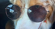 Woody participe au concours pour gagner de l'argent avec cette photo : dog, sunglasses, close_up, pink_nose, fluffy_fur, brown_and_white, pet, canine, cool, reflection, car_interior, portrait, animal, eyewear, cute, muzzle, ears, furry, nose, indoor