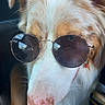 dog, sunglasses, close_up, pink_nose, fluffy_fur, brown_and_white, pet, canine, cool, reflection, car_interior, portrait, animal, eyewear, cute, muzzle, ears, furry, nose, indoor
