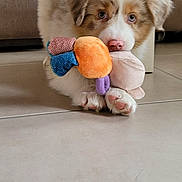 Woody participe au concours pour gagner de l'argent avec cette photo : puppy, dog, toy, plush_toy, floor, tile_floor, indoor, furniture, table_leg, couch, brown_and_white, fluffy, young_dog, pet, cute, animal, playful, domestic_animal, looking, paw