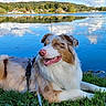 dog, australian_shepherd, grass, lake, water, reflection, clouds, sky, trees, outdoor, nature, animal, canine, sunny, leash, relaxed, scenic, landscape, daytime, park
