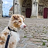 dog, leash, cobblestone, street, cathedral, architecture, building, sky, clouds, outdoor, pet, fur, side_view, historic, landmark, walk, canine, pavement, daytime, scenic
