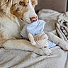 dog, plush_toy, blanket, bed, indoor, cute, pet, animal, fur, relaxed, cozy, resting, brown_eyes, white_fur, soft_toy, companion, comfort, portrait, laying, home