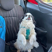 Konoha participe au concours pour gagner de l'argent avec cette photo : dog, car, car_seat, harness, black_and_white, fluffy, pet, sitting, cute, tongue_out, backpack, window, sunlight, indoor, seatbelt, fur, small_dog, looking_up, vehicle, travel