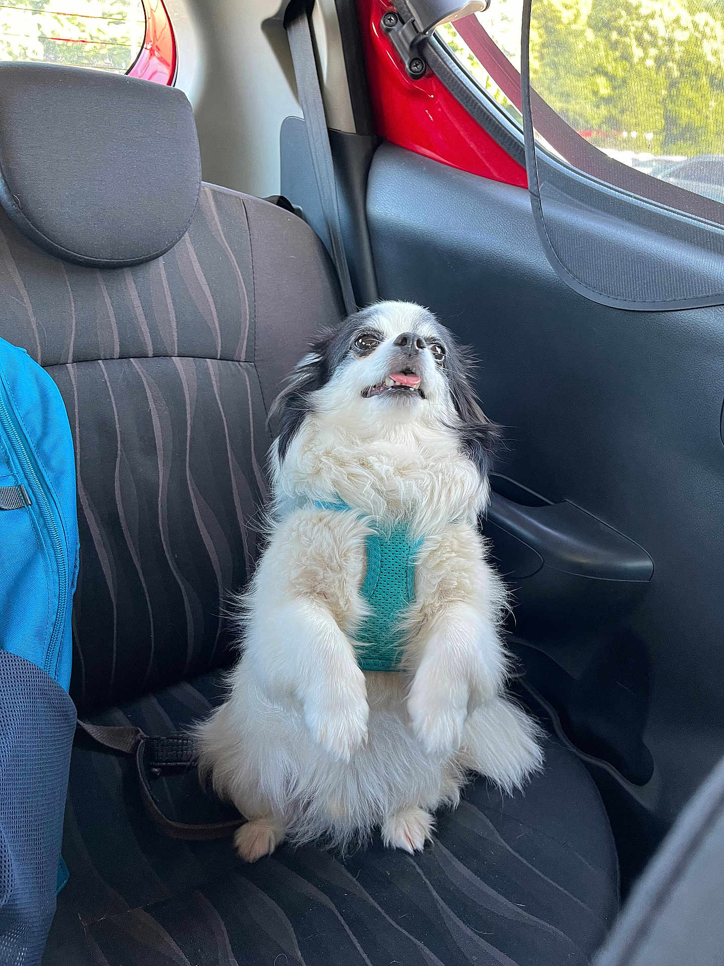 Konoha participe au concours pour gagner de l'argent avec cette photo : dog, car, car_seat, harness, black_and_white, fluffy, pet, sitting, cute, tongue_out, backpack, window, sunlight, indoor, seatbelt, fur, small_dog, looking_up, vehicle, travel