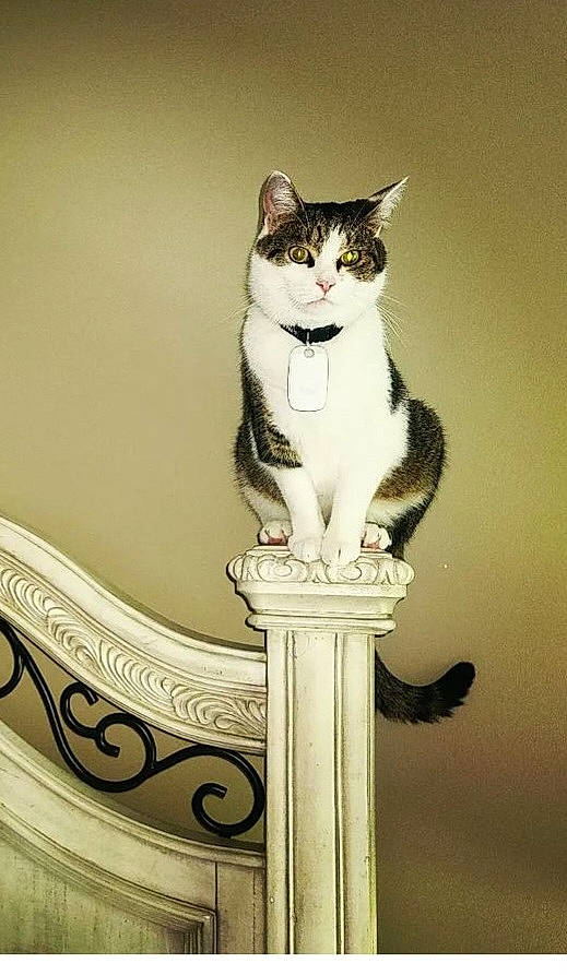 Chowder is registered to the contest to win money with this photo: art, artifact, baluster, carnivore, cat, ceramic, domestic_short_haired_cat, felidae, font, metal, monochrome_photography, pedestal, shadow, shelf, sitting, small_to_medium_sized_cats, stairs, tail, whiskers, wood