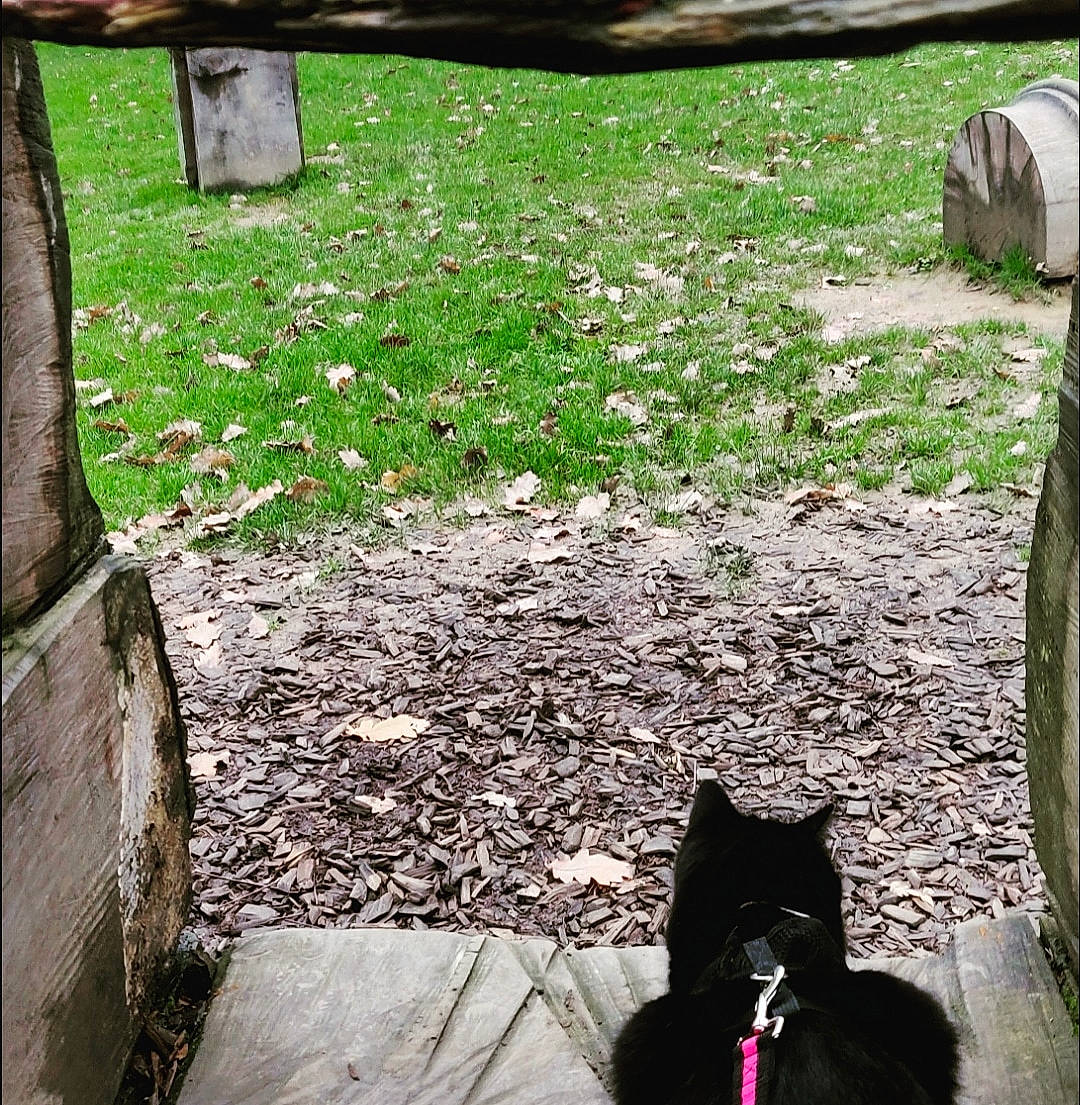 Eline participe au concours pour gagner de l'argent avec cette photo : black_cat, canidae, carnivore, cat, domestic_short_haired_cat, felidae, grass, lawn, plant, schipperke, shadow, small_to_medium_sized_cats, tail, tree, yard