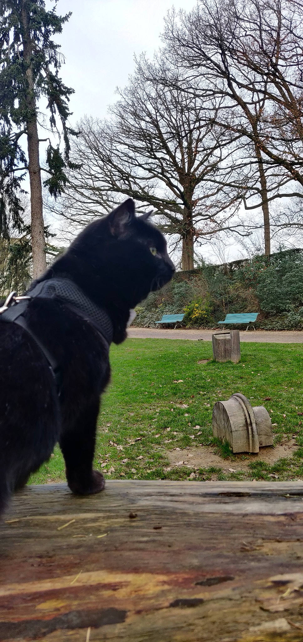 Eline a rejoint le concours — aidez-le/la à gagner de superbes lots ! canidae, carnivore, dog, dog_breed, plant, schipperke, snout, tail, tree