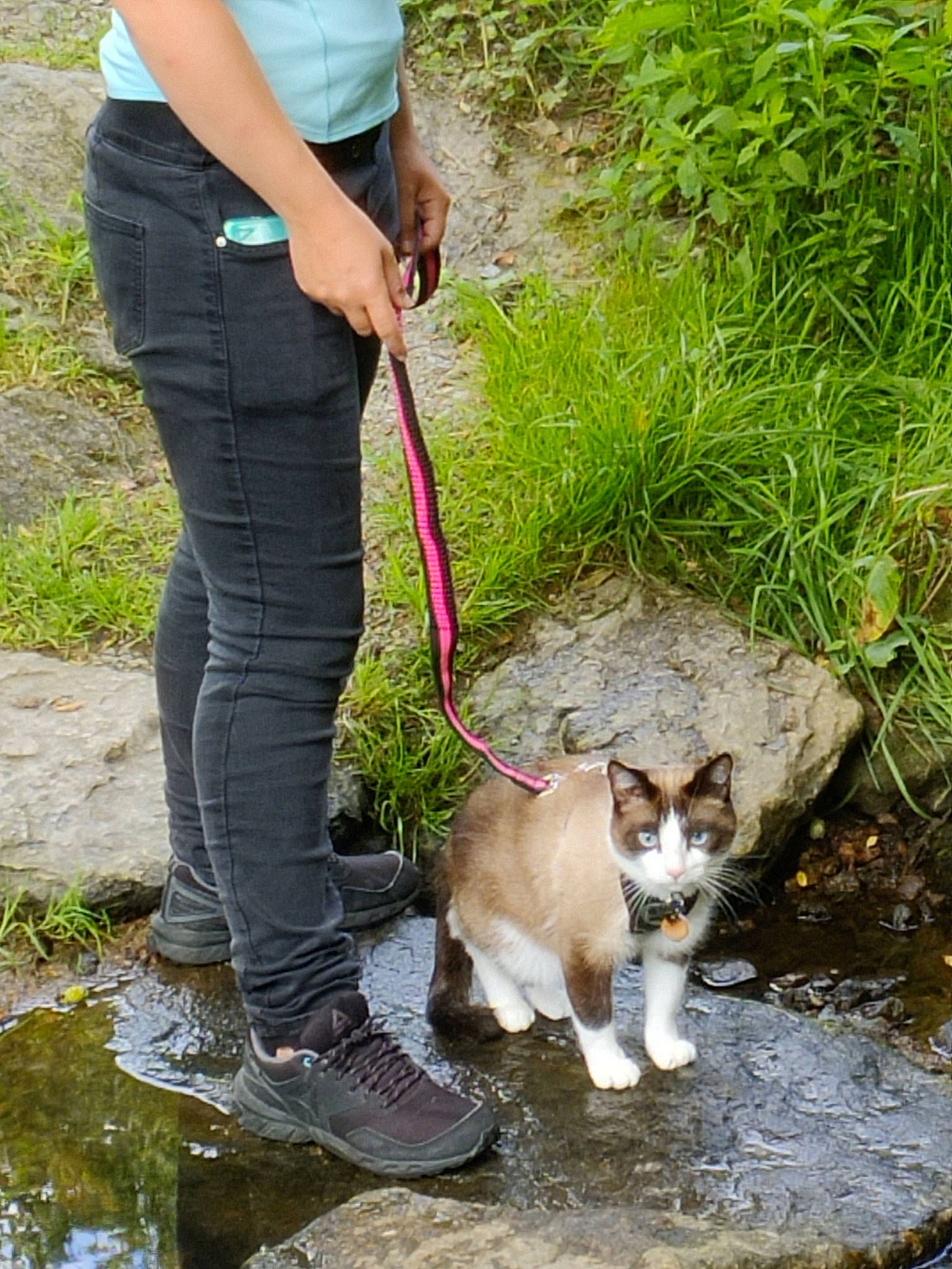 Pepper participe au concours pour gagner de l'argent avec cette photo : carnivore, cat, collar, companion_dog, dog_breed, dog_hiking, fawn, felidae, grass, leash, leg, photograph, plant, small_to_medium_sized_cats, snapshot, sneakers, soil, tail, tree, water