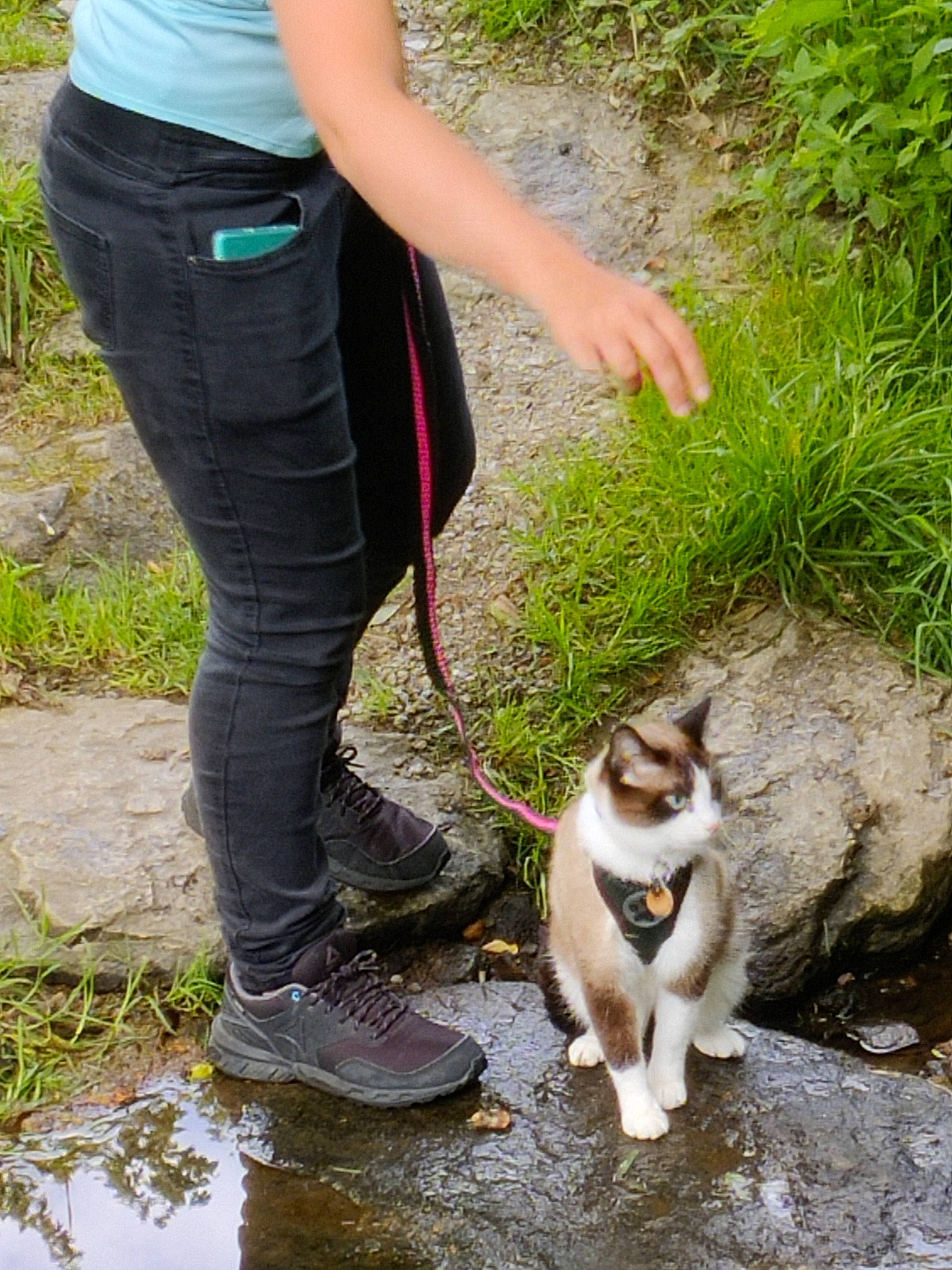 Pepper participe au concours pour gagner de l'argent avec cette photo : canidae, carnivore, cat, dog_breed, fawn, felidae, grass, human_leg, leg, plant, recreation, shoe, small_to_medium_sized_cats, sneakers, soil, sporting_group, tail, terrestrial_animal, thigh, wildlife
