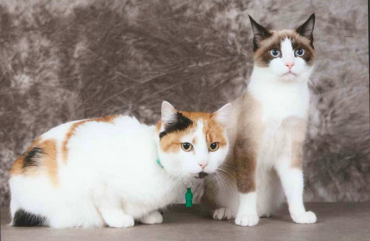 Cannelle a rejoint le concours — aidez-le/la à gagner de superbes lots ! aegean_cat, american_wirehair, carnivore, cat, cymric, domestic_short_haired_cat, european_shorthair, felidae, japanese_bobtail, kitten, mammal, polydactyl_cat, ragamuffin, small_to_medium_sized_cats, tail, turkish_van, vertebrate, whiskers