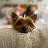 Pewee joined the competition — help win amazing prizes! dog, pet, cute, fluffy_blanket, cozy, close_up, indoor, soft_light, curious, brown_fur, small_dog, bedroom, background_blur, ears, nose, resting, animal, furry, companion, relaxed