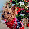 Pewee is registered to the contest to win money with this photo: dog, small_dog, yorkshire_terrier, holiday_sweater, christmas_tree, ornaments, lights, presents, indoor, floor, festive, decorations, pet, cute, fur, ears, sitting, holiday, red, white