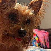 Pewee is registered to the contest to win money with this photo: dog, pet, close_up, small_dog, fluffy, ears, tongue_out, indoor, blanket, colorful, cozy, fur, cute, animal, companion, portrait, soft_light, home, friendly, expression
